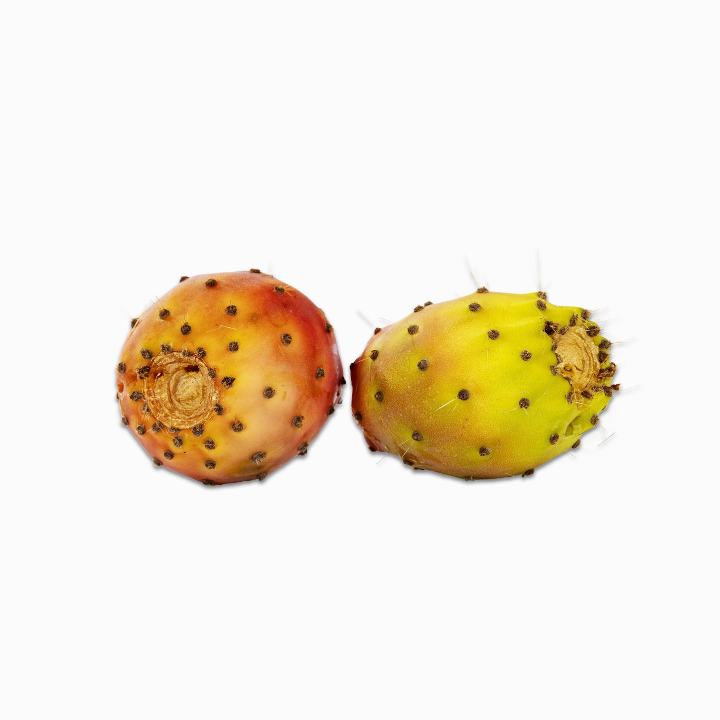 COSART Anti-Aging Face Oil Kaktusfeige