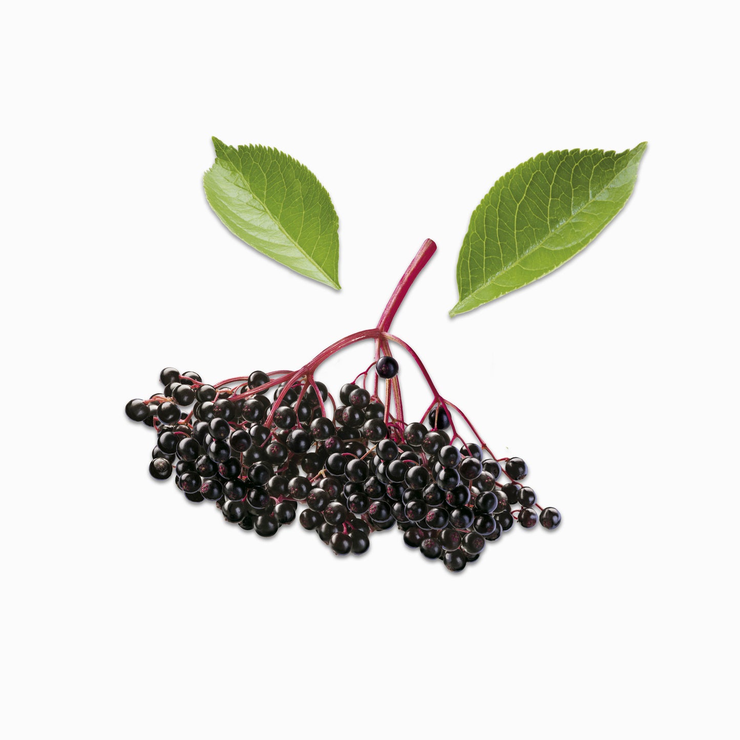 COSART Young Skin Face Oil Holunderkern